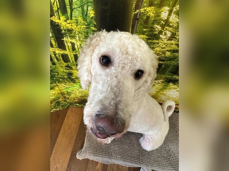 Pascha sucht ein liebevolles Zuhause