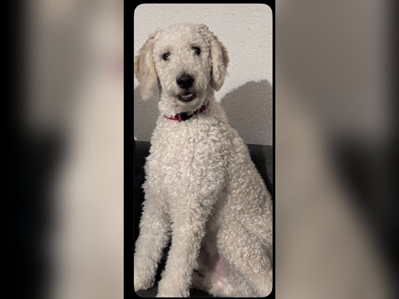 Pascha sucht ein liebevolles Zuhause