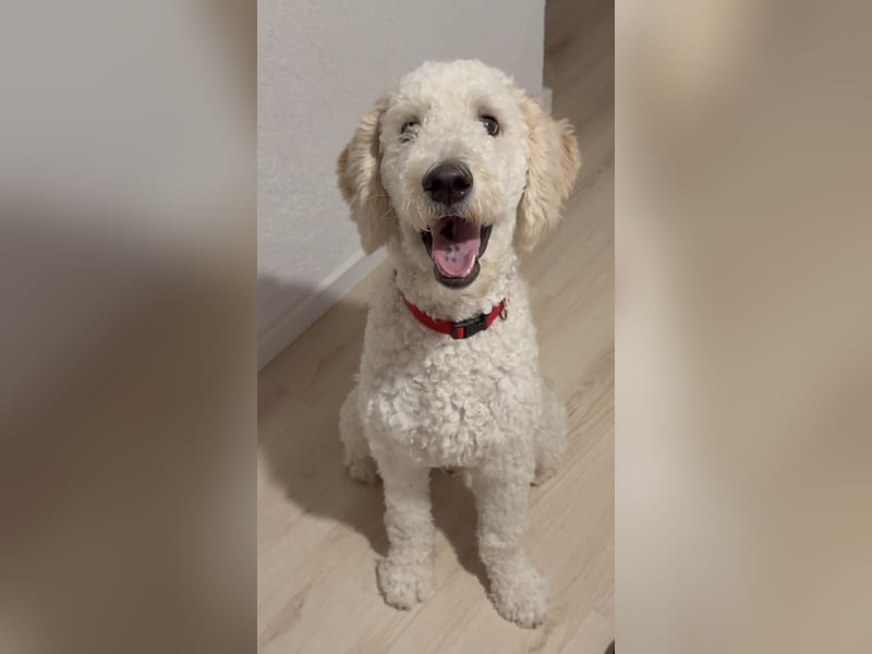 Pascha sucht ein liebevolles Zuhause