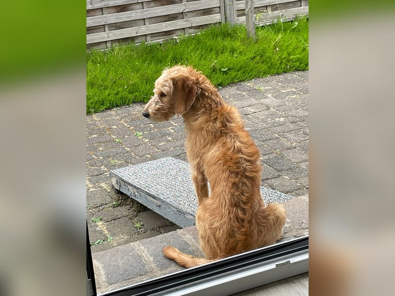 Schöne, junge Edda
