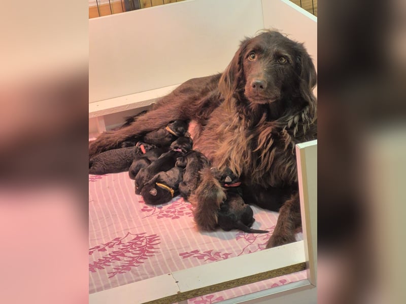 Labradoodle f1b Standard, mit Ahnentafel