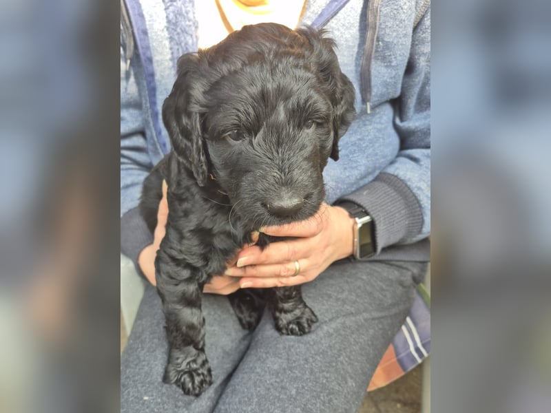 Labradoodle f1b Standard, mit Ahnentafel