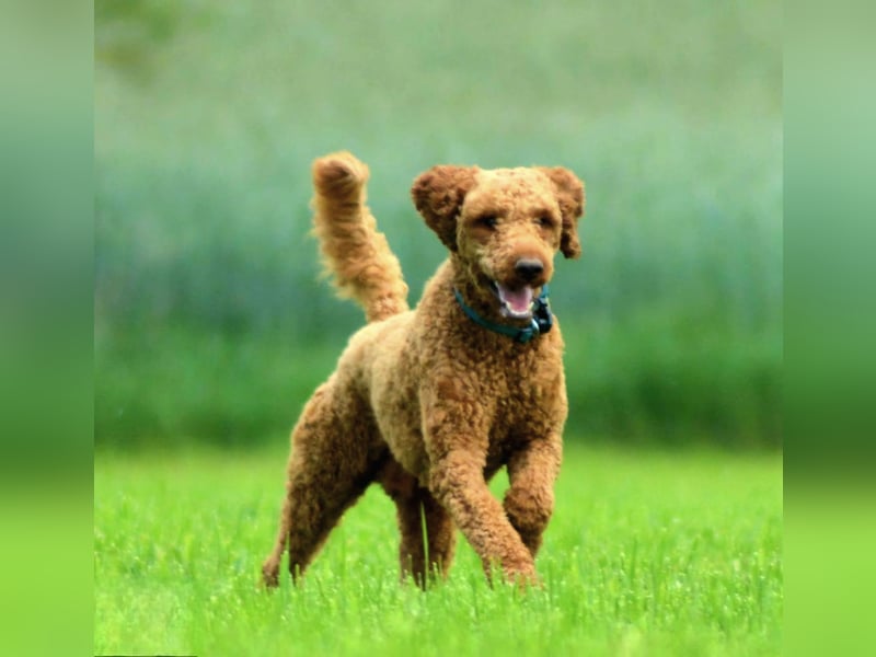 Labradoodle f1b Standard Mädchen, mit Ahnentafel