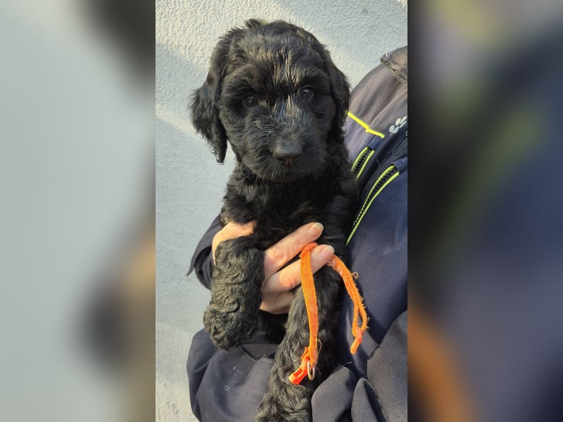 Labradoodle f1b Standard Mädchen, mit Ahnentafel