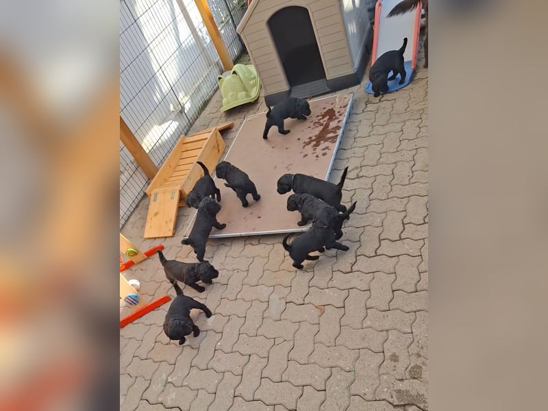 Labradoodle f1b Standard Mädchen, mit Ahnentafel