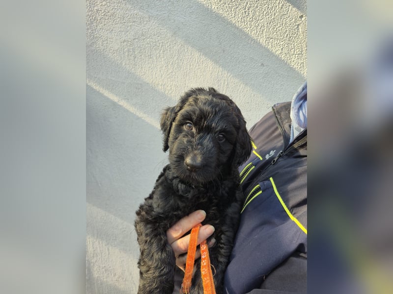 Labradoodle f1b Standard Mädchen, mit Ahnentafel