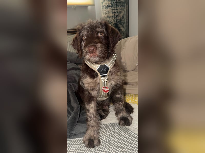 Leopard Labradoodle F1  Welpen ab sofort abzugeben