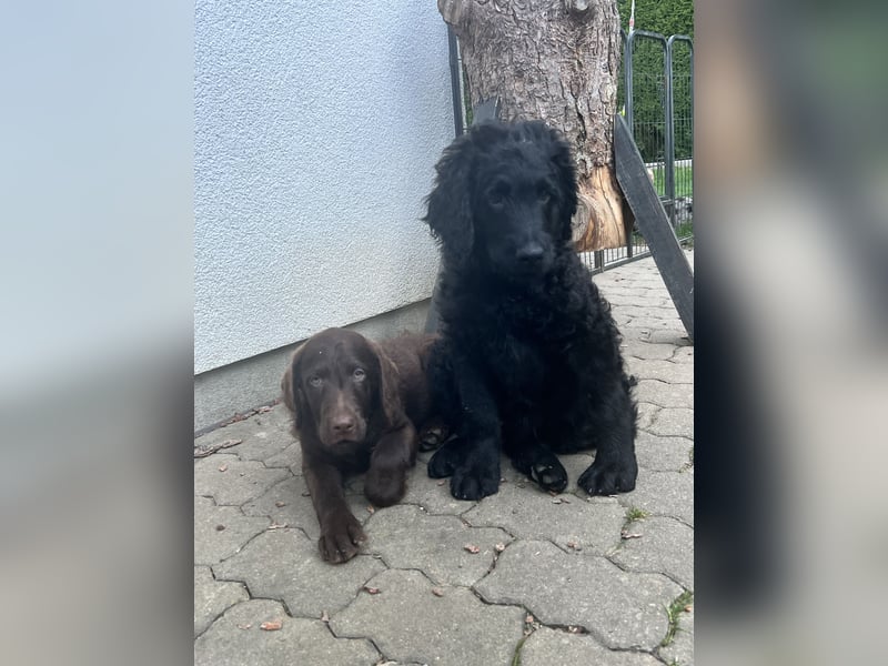 Leopard Labradoodle F1  Welpen ab sofort abzugeben