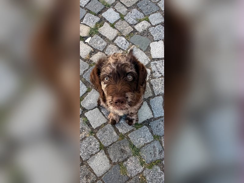 Leopard Labradoodle F1  Welpen ab sofort abzugeben