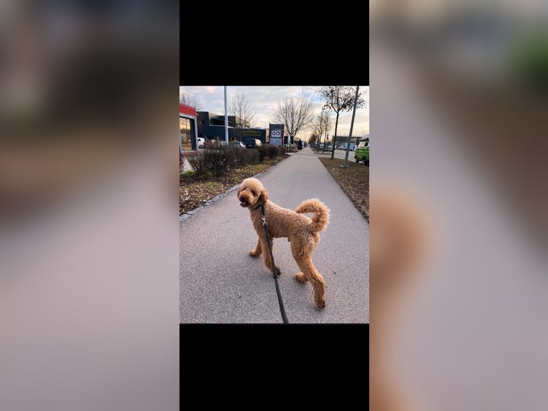 Leopard Labradoodle F1  Welpen ab sofort abzugeben