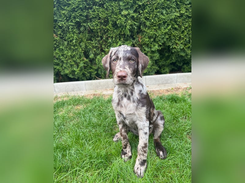 Leopard Labradoodle F1  Welpen ab sofort abzugeben