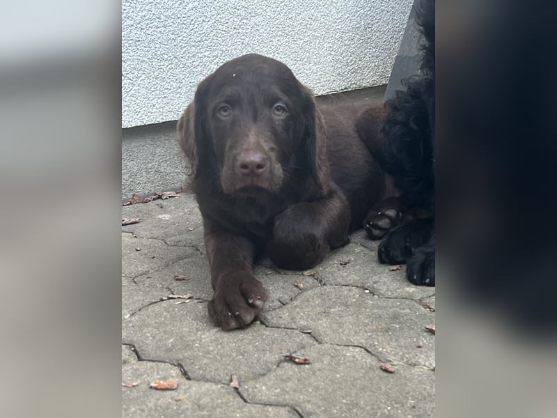 Leopard Labradoodle F1  Welpen ab sofort abzugeben