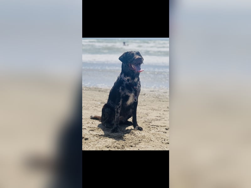 Leopard Labradoodle F1  Welpen ab sofort abzugeben