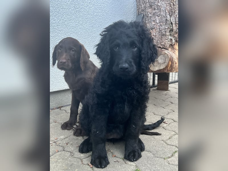 Leopard Labradoodle F1  Welpen ab sofort abzugeben