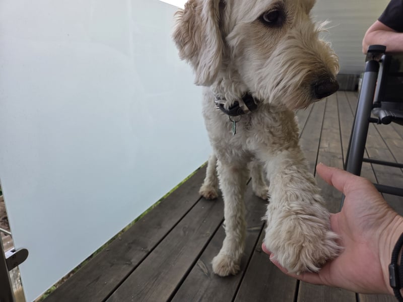 Liebevolle Labradoodle Hündin 2,5 Jahre