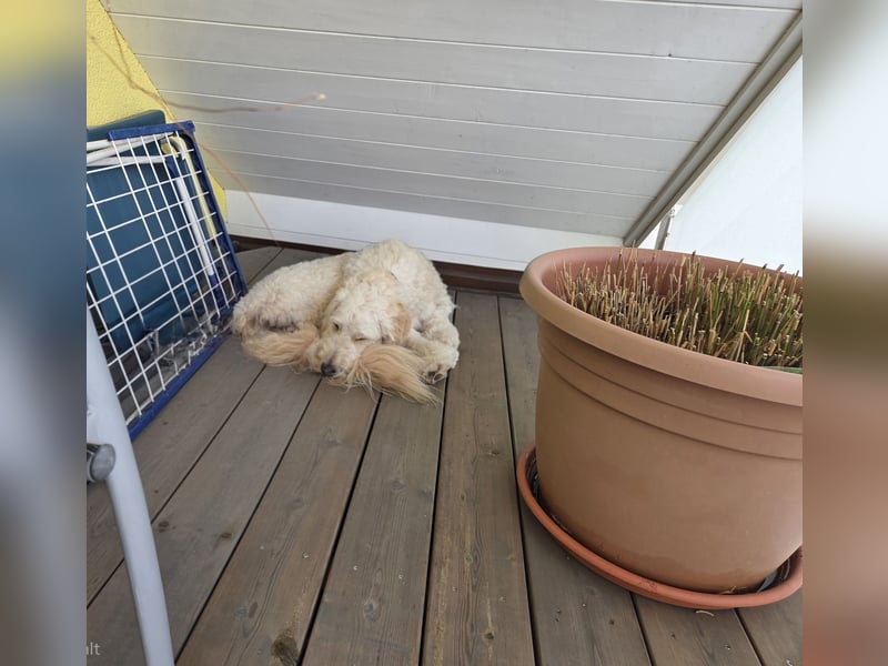 Liebevolle Labradoodle Hündin 2,5 Jahre