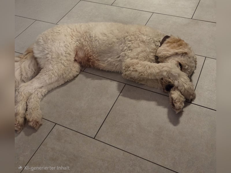 Liebevolle Labradoodle Hündin 2,5 Jahre