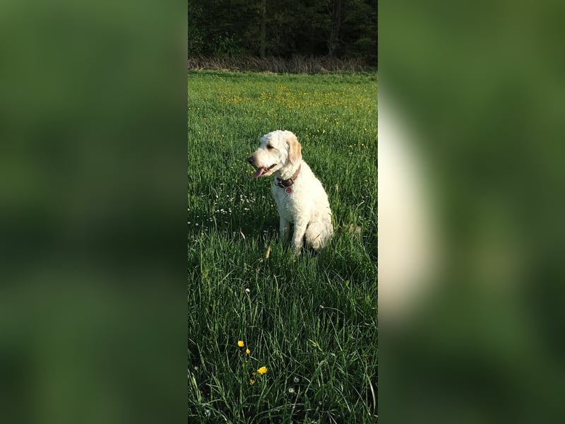 Liebevolle Labradoodle Hündin 2,5 Jahre