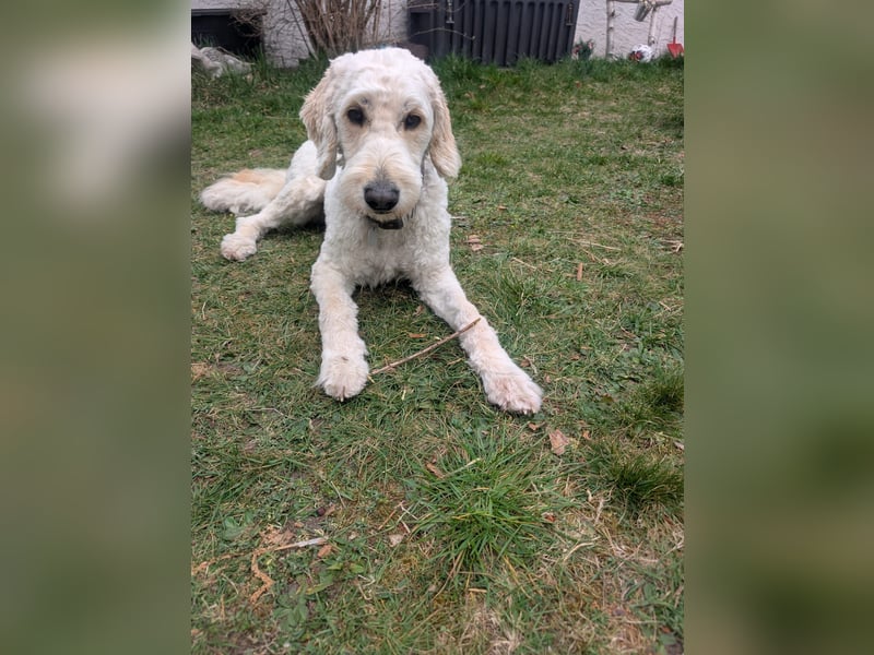 Liebevolle Labradoodle Hündin 2,5 Jahre