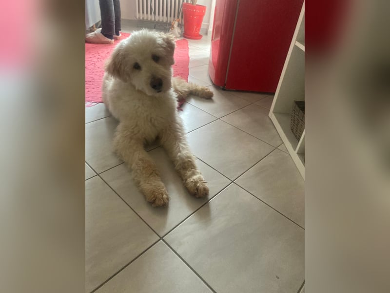 Labradoodle - Mix Tino sucht sein Zuhause