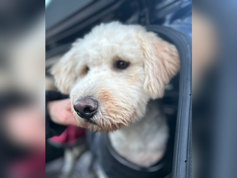 Labradoodle - Mix Tino sucht sein Zuhause