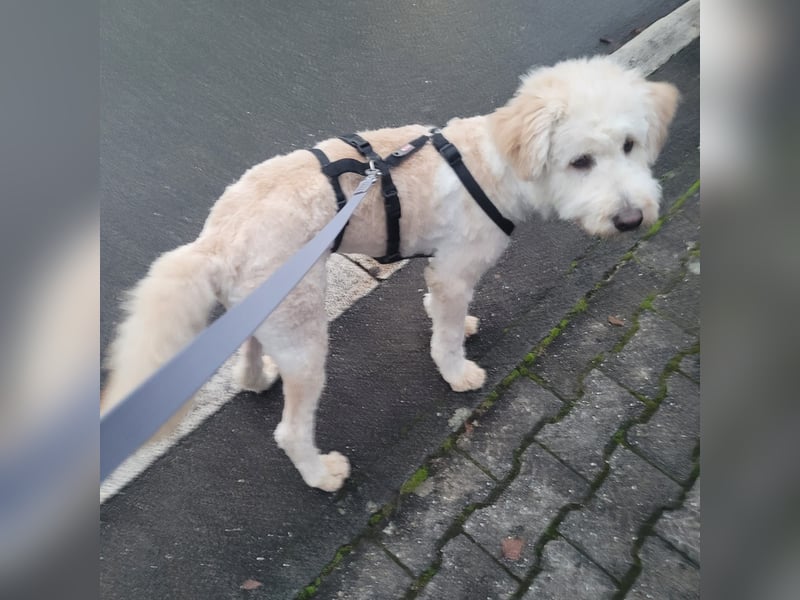 Labradoodle - Mix Tino sucht sein Zuhause