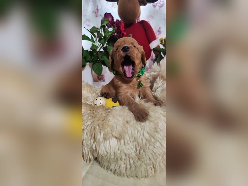 Labradoodle FB1 Welpen