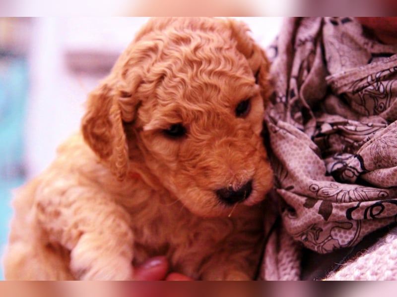 Labradoodle Welpen mit Ahnennachweis