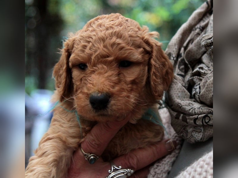 Labradoodle Welpen mit Ahnennachweis