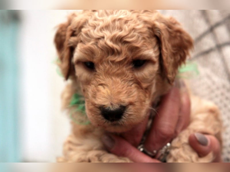 Labradoodle Welpen mit Ahnennachweis