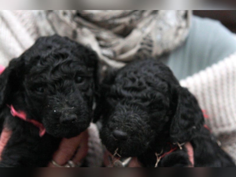 Labradoodle Welpen mit Ahnennachweis