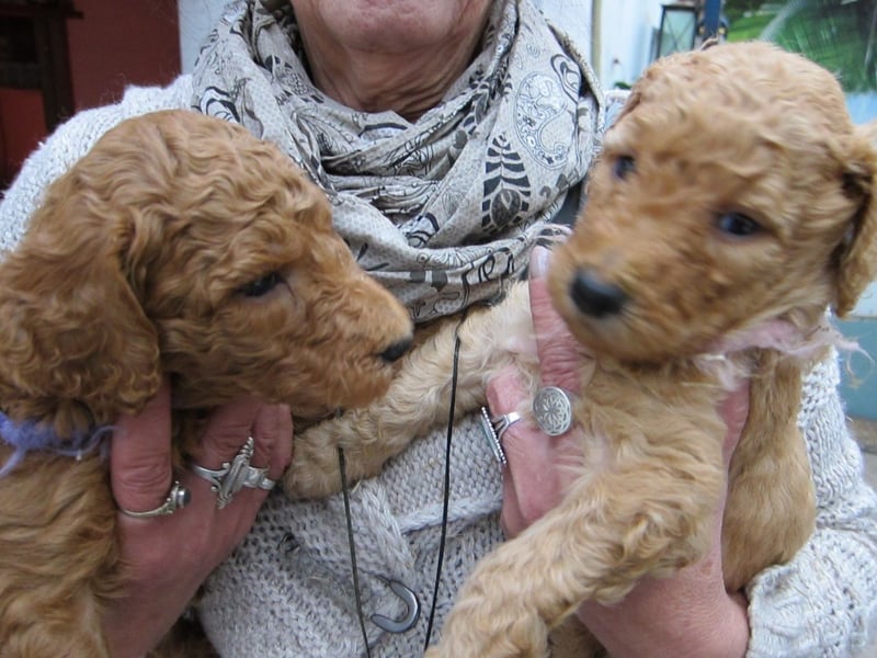 Labradoodle Welpen mit Ahnennachweis