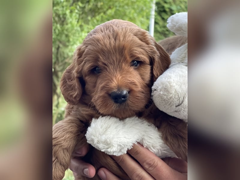 Labradoodle Welpen Medium foxred F1b