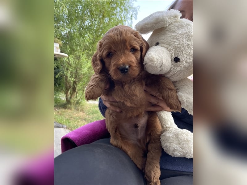 Labradoodle Welpen Medium foxred F1b