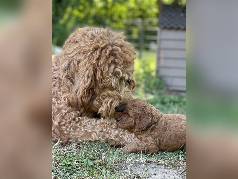 Labradoodle Welpen Medium foxred F1b