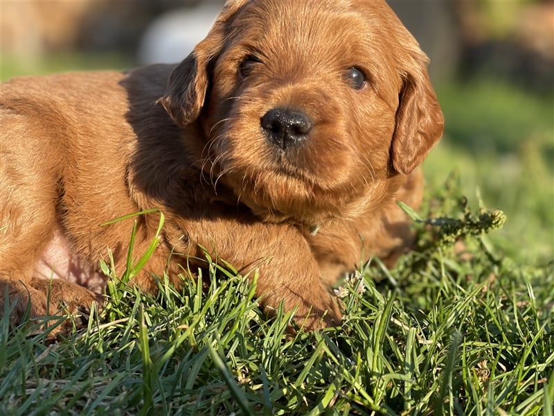 Labradoodle Welpen Medium foxred F1b