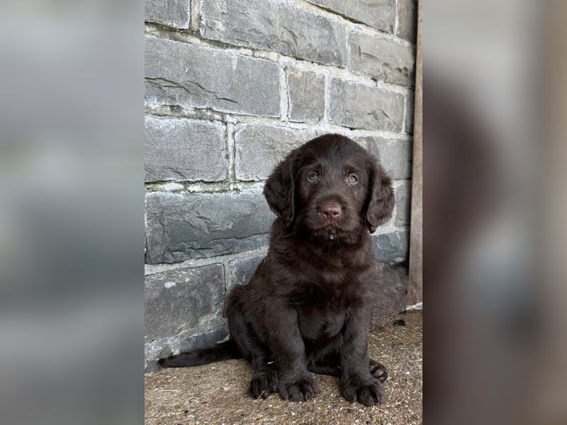 Labradoodle F1