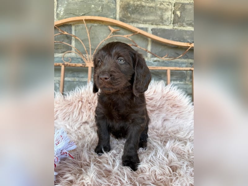 Labradoodle F1