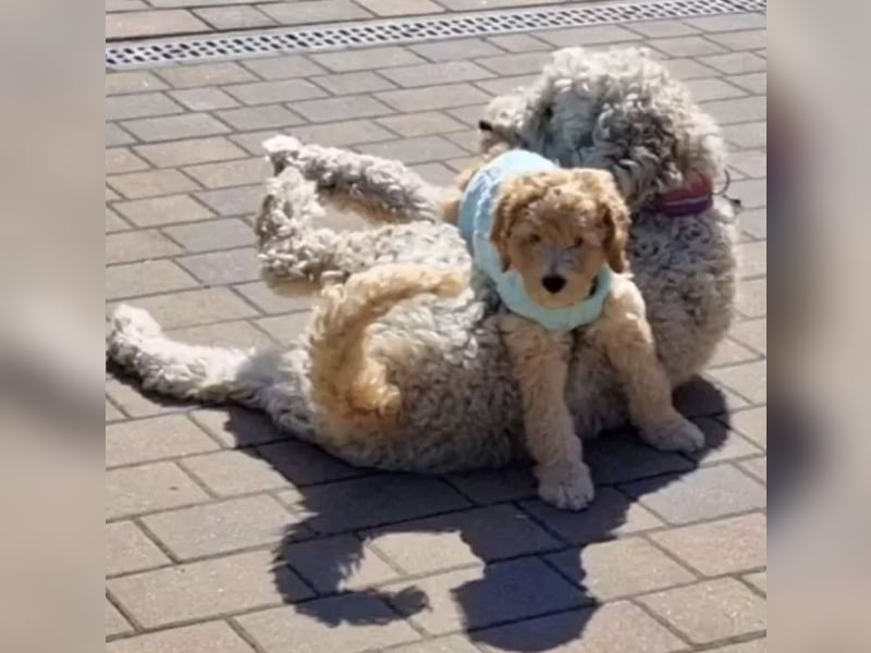 2020, 2025 waren tolle Würfe, 2026 plane ich erneut 1 Wurf  Labradoodlewelpen F1bb in crem