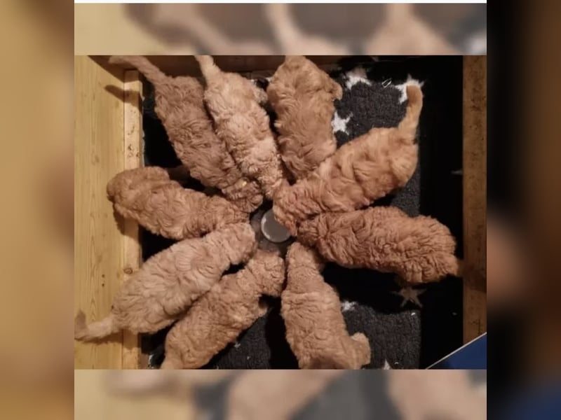 2020, 2025 waren tolle Würfe, 2026 plane ich erneut 1 Wurf  Labradoodlewelpen F1bb in crem
