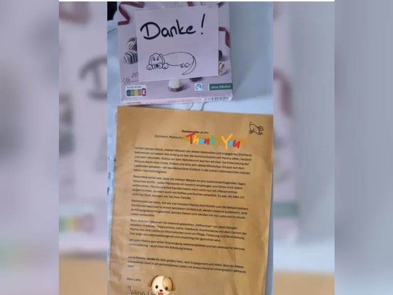 2020, 2025 waren tolle Würfe, 2026 plane ich erneut 1 Wurf  Labradoodlewelpen F1bb in crem