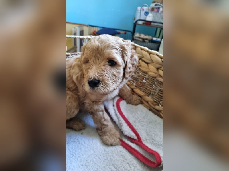 Labradoodlewelpen Rüden ab Mai abgabebereit