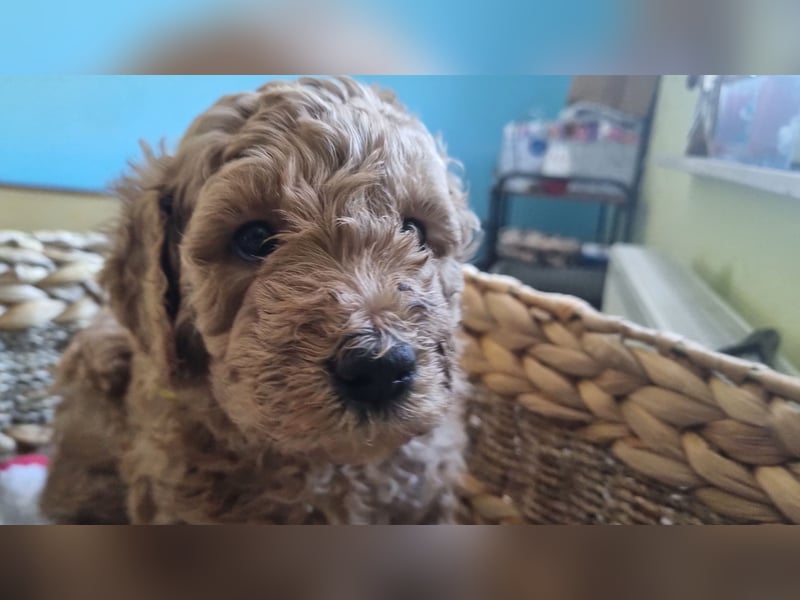 Labradoodlewelpen Rüden ab Mai abgabebereit
