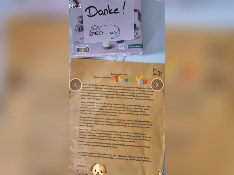 2020, 2025 waren tolle Würfe, 2026 plane ich erneut 1 Wurf  Labradoodlewelpen F1bb in crem