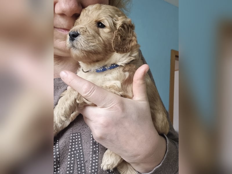 Labradoodlewelpen Rüden ab Mai abgabebereit