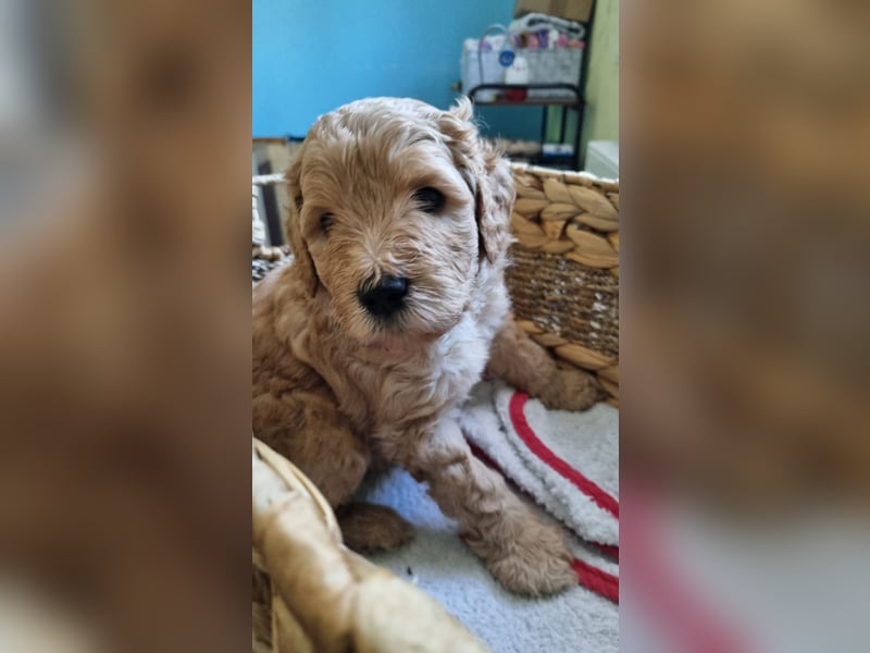 Labradoodlewelpen Rüden ab Mai abgabebereit