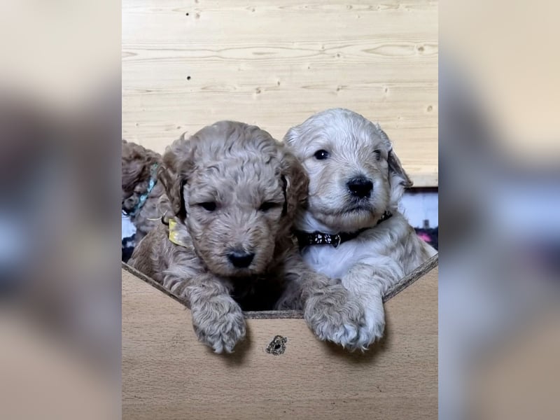 Labradoodlewelpen Rüden ab Mai abgabebereit