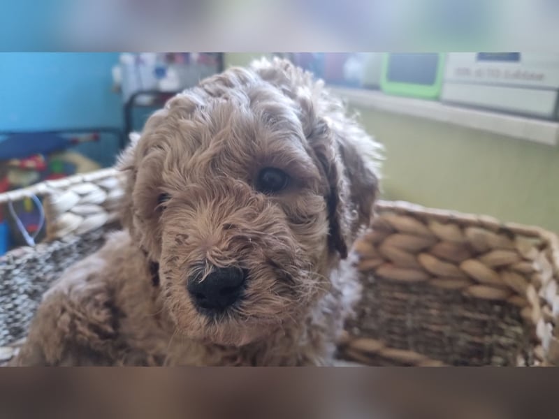 Labradoodlewelpen Rüden ab Mai abgabebereit
