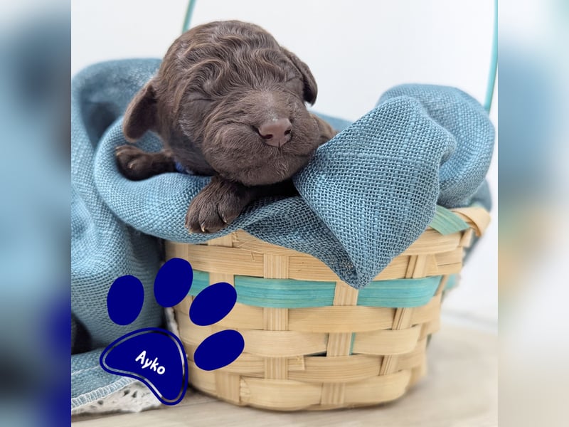 F1b Labradoodle mit Papieren
