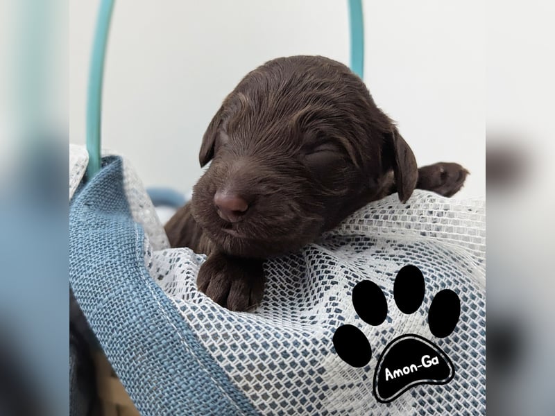 F1b Labradoodle mit Papieren